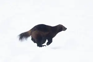 Wolverine: Wolverine snow