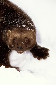 Gulo: WOLVERINE - in snow, close-up of head