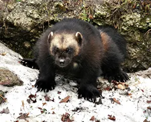 Gulo: Wolverine - squatting to scent mark rock in snow