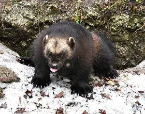 Gulo: Wolverine - squatting to scent mark rock in snow