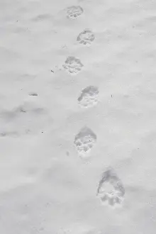 Pugmarks: Wolverine - tracks in snow