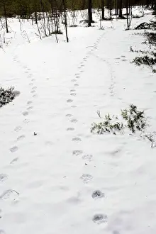 Pugmarks: Wolverine - tracks in snow