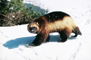 Gulo: WOLVERINE - walks in snow