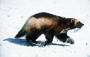 Wolverine: WOLVERINE - walks in snow