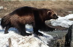 Wolverine: WOLVERINE - by water's edge in snow