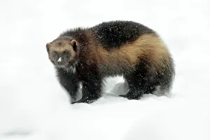 Gulo: Wolverine - in winter snow