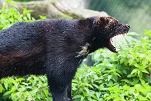 Gulo: Wolverine, yawning, showing teeth, Hessen, Germany
