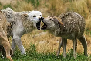 Wolf: Two wolves in aggressive behaviour in a meadow