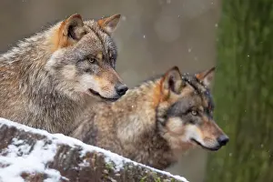 Concentration: Wolves (Canis lupus)