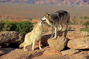 Smell: Wolves (Canis lupus), adult, Monument Valley, Utah