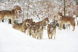 Niedersachsen: Wolves (Canis lupus) in the snow, wolf pack, Neuhaus