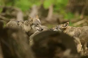 Trunks: Two wolves in the forest facing each other