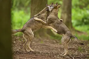 Sport: Two wolves in the forest playfully wrestling with each other