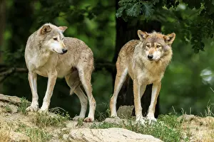 Wolf: Two wolves on a hilly area under trees