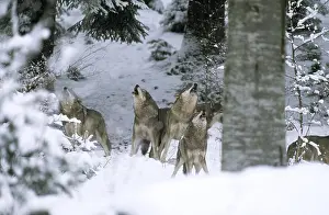 Howling: WOLVES - howling