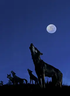 Packs: Wolves - Howling in moonlight