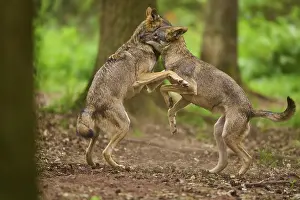 Wolf: Two wolves interacting playfully with each other in the forest