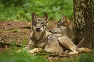 Relaxing: Two wolves lying relaxed in the forest near a tree