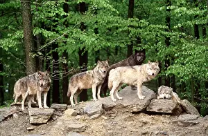 Wolves: WOLVES - Pack