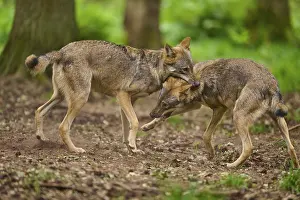 Wolf: Two wolves playfully fighting together in a wooded area