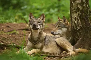 Relaxing: Two wolves relaxing in the forest next to a tree