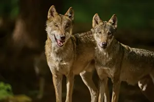Lights: Two wolves standing close to each other