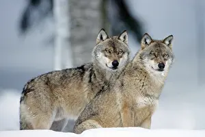 Wolves: Two wolves in winter, Bavarian Forest National Park