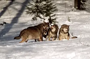 Snarling: WOLVES - x four, snarling pack in snow