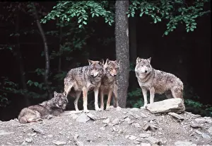 Packs: WOLVES - x four on rocky ground