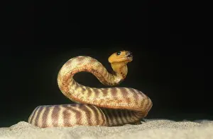 Aspidites: Woma