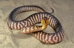 Aspidites: Woma