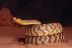 Aspidites: Woma