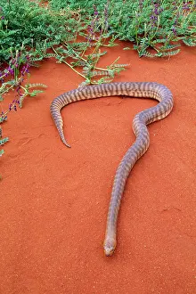 Woma: Woma Python