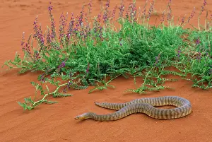 Aspidites: WOMA PYTHON
