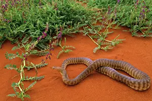 Aspidites: Woma Python