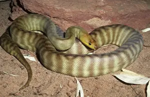 Aspidites: Woma Python