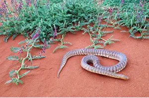 Python: WOMA PYTHON
