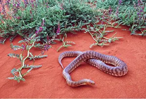 Python: WOMA PYTHON