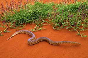Aspidites: Woma Python - Desert regions of central / western Australia