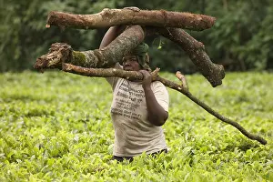 Heavy: Woman carrying heavy tree branches on her head through
