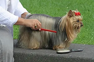 Brushing: Woman combing and brushing a female Yorkshire Terrier