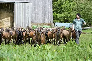 Shepherdess: Woman conducting Goats - Farm Pampilles France
