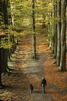 Beeches: Woman and her dog Veluwezoom Netherlands