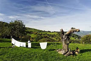 Linen: A woman extending her laundry in a meadow in autumn