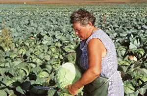 Harvesting: Woman farming CABBAGES