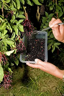 Elders: Woman forking ripe elderberries into plastic container