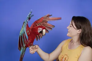 Psittacinae: Woman with Her Green-winged Macaw