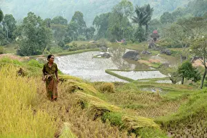 Batu: Woman harvesting rice in highland area