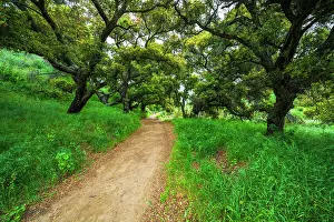 Recreation: Woman hiking through coast live oaks in Harmon Canyon
