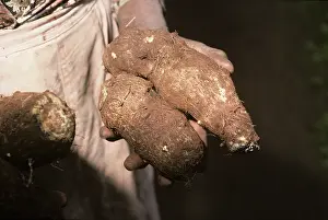 Monocotyledon: Woman holding Taro tubers